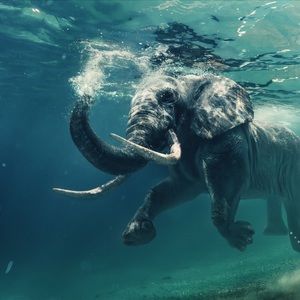 Meet your Posher, Ella